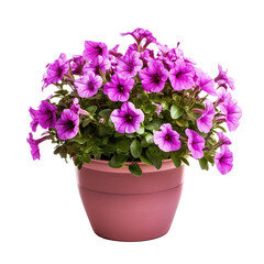 Naklejka na ściany i meble petunia flower in a pot on a transparency background. Png format.