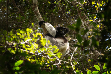 Indri on the tree in Madagascar island. The biggest lemur on Madagascar. Black and white primate in the forest. Exotic wildlife. 