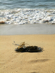 Seaweed Cochayuyo on the seashore at sunset