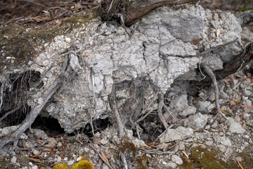 tree roots exposed in soil in australia