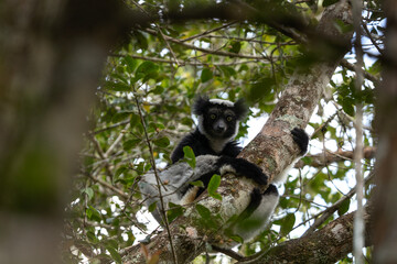 Indri on the tree in Madagascar island. The biggest lemur on Madagascar. Black and white primate in the forest. Exotic wildlife. 