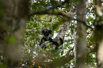 Indri on the tree in Madagascar island. The biggest lemur on Madagascar. Black and white primate in the forest. Exotic wildlife. 
