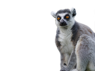 lemur isolated on white background