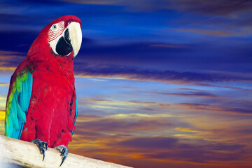 Single Ara papagay against sunset sky