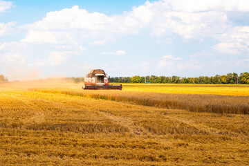 Rural landscape. A grain harvester drives through a yellow wheat field on a sunny day and mows the...