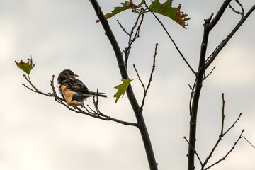 Closeup shot of a sparrow perched on a dry branch of a tree in evening sky background