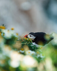 Puffin