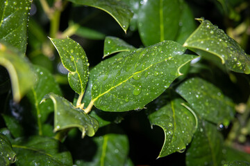 Closeup Rain Drops on a Holly Leaf