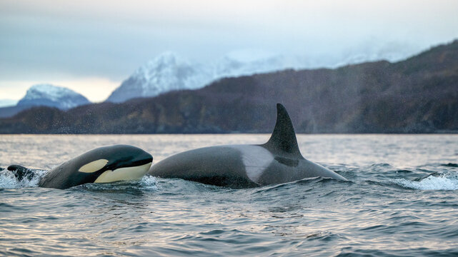 Orca killer whale (Orcinus orca) spotted at whale watching outside Skjerv&oslash;y, Troms&oslash;, Norway
