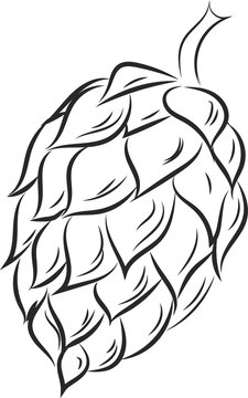 illustration hops on transparent, png, hops plant, hop leaves, hop symbol, beer symbol, brewery emblem