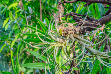 Closeup shot of fresh green leaf of exotic plant growing in garden. Green plant leaves. The nature of green leaves in the garden in summer. Natural green leaves plants using as spring ecology greenery