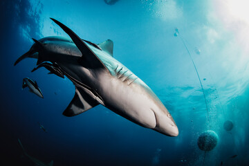 Blacktip ocean shark swimming in tropical underwaters
