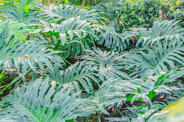 Green leaves philodendron selloum mature form in garden. Thaumatophyllum bipinnatifidum common...