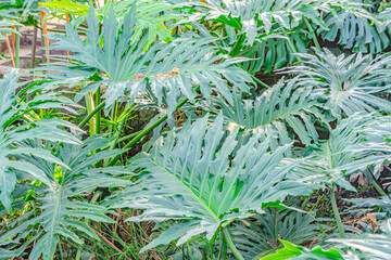 Green leaves philodendron selloum mature form in garden. Thaumatophyllum bipinnatifidum common names: split-leaf philodendron, lacy tree philodendron, selloum, horsehead philodendron