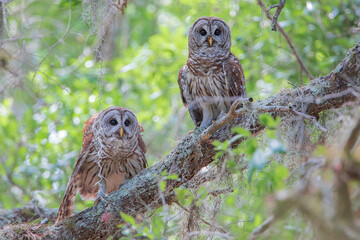 A pair of Barred Owls (Strix varia) perched on branch, Kissimmee, Florida, US