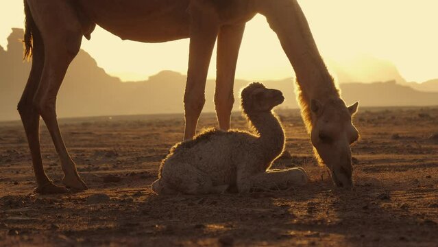 A baby camel next to its mother camel during sunrise. A mother camel feeds her newborn calf in the Jordanian desert next to the ancient city of Petra.