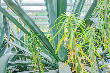 Attractive glaucous-gray leaves of Agave attenuata, Foxtail agave, natural floral background....