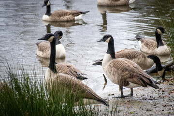 Canadian Geese Standing by Edge of Pond