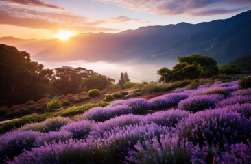 Obraz premium sunrise over the valley filled with lavender
