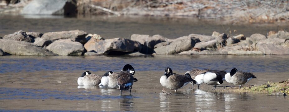 Canadian geese preening in water
