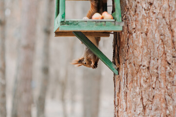 A red little squirrel eats a nut while sitting on a tree in the forest near a homemade structure, a wooden birdhouse made of boards for feeding birds hanging. Photography of nature, wildlife.
