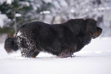 Obedient black and tan Tibetan Mastiff dog posing outdoors standing on a snow in winter