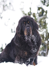 Adorable black and tan Tibetan Mastiff dog posing outdoors sitting on a snow next to thuja trees in winter