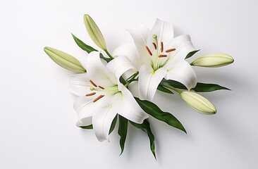 Fototapeta na wymiar two white lilies sitting on top of a white background