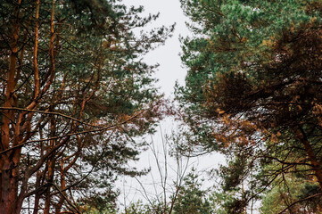 Background of spruce branches against the sky in the forest. Photography, landscape, nature abstraction.