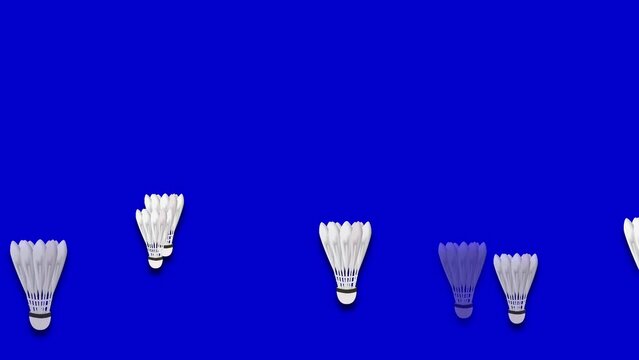 Multiple white badminton shuttlecocks arranged against a vibrant solid blue background, ready for play.