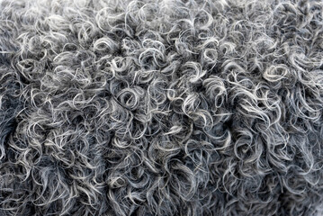 Dark, black sheep wool, fur texture, grey wool background, natural surface pattern. © Ordasi  Tatyjana