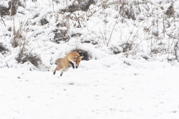 Rotfuchs im Schnee