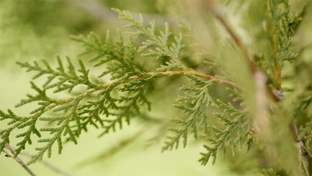 Green spruce thuja very close in winter and blur background