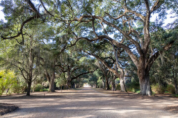 Spanish Moss Hanging from an Alley of Live Oak Trees on a Cotton Plantation in Louisiana 