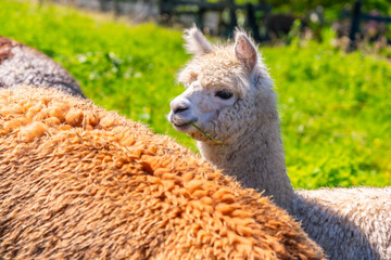 Alpaca Farm, a white alpaca bred free range for wool that is similar to sheep