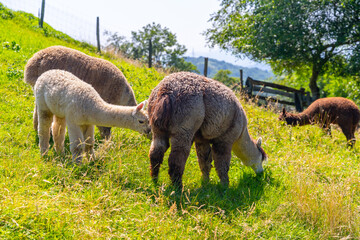 Free-range Alpaca farm for wool that is similar to sheep