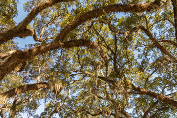Spanish Moss Hanging from overhead Live Oak Tree Branches on a Cotton Plantation in Louisiana 