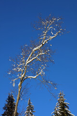 Kleinwalsertal - Winter / Kleinwalsertal - Winter /