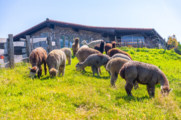 Alpaca Farm, group of alpa raised in the wild for wool that is similar to sheep