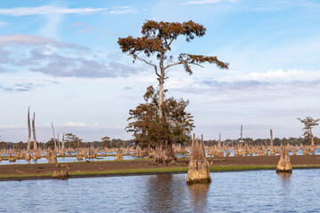 Majestic Cypress Trees and Old Tree Stumps in the Atchafalaya Basin Swamp, Louisiana, USA