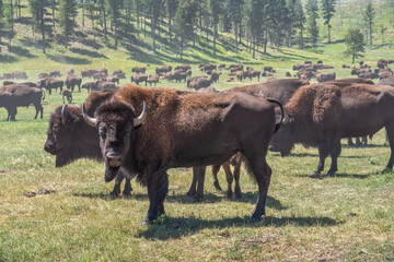 Big bull bison in a herd at Custer State Park - South Dakota - Buffalo