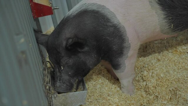 This video shows a caged pig eating from a trough.