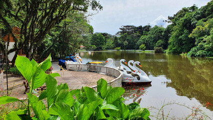 Lake with Swan Pedalinhos, in the Aldeia do Imigrante park in Nova Petrópolis, Rio Grande do Sul,...