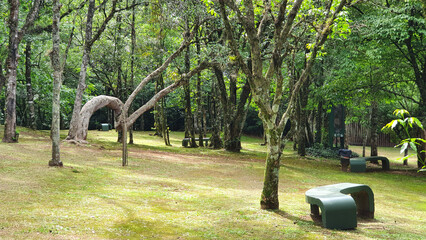 Natural beauty, native vegetation, nature preservation of the Aldeia do Imigrante park in the tourist city of Nova Petrópolis, Rio Grande do Sul, Brazil