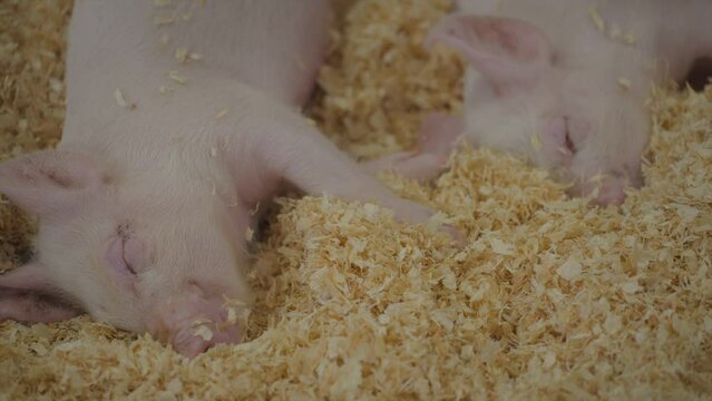 This video shows a pair of pigs sleeping together in wood shaving bedding.