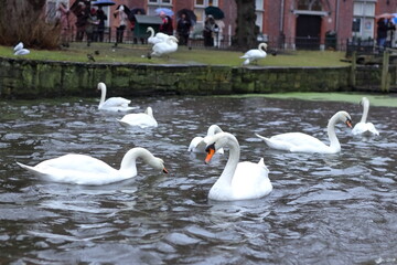 Obraz premium White swans