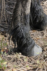 Wildpferde in Albufera in der Natur (Mallorca / Spanien) 