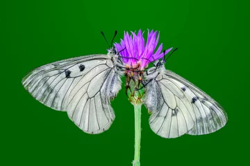 Tuinposter Macro shots, Beautiful nature scene. Closeup beautiful butterfly sitting on the flower in a summer garden. © blackdiamond67