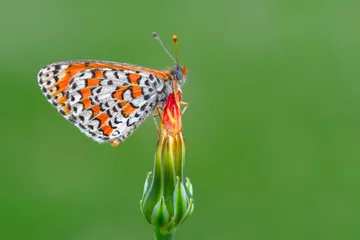 Türaufkleber Macro shots, Beautiful nature scene. Closeup beautiful butterfly sitting on the flower in a summer garden. © blackdiamond67