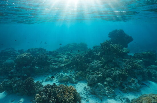 Coral reef with sunlight underwater seascape, natural scene, Pacific ocean, French Polynesia, Rangiroa, Tuamotus